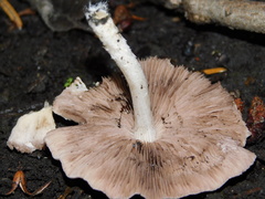 Pluteus cervinus