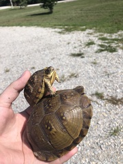 Terrapene carolina triunguis