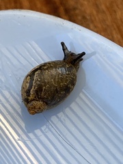 Succineidae