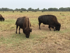 Bison bison