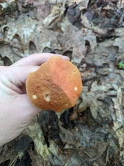 Hemileccinum