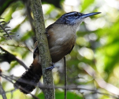 Cantorchilus longirostris