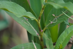Persicaria amphibia
