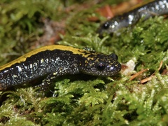 Ambystoma macrodactylum