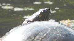 Chrysemys picta picta