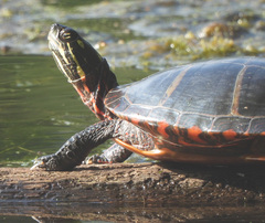 Chrysemys picta picta