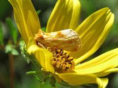 Cirrhophanus triangulifer