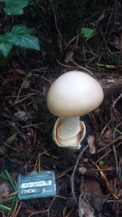 Amanita dryophila