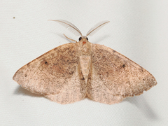 Drepanulatrix secundaria