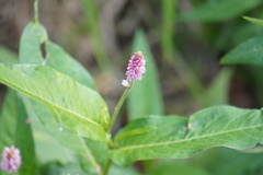 Persicaria amphibia