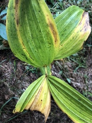 Veratrum