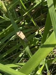 Fissicrambus mutabilis