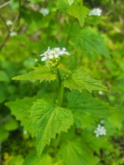 Alliaria petiolata
