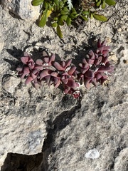 Aizoaceae