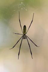 Trichonephila clavata