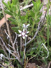 Wurmbea dioica