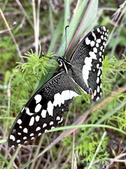 Papilio demodocus demodocus