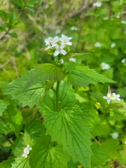 Alliaria petiolata