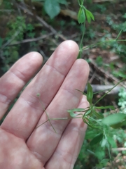 Galium triflorum