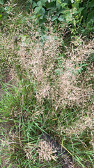 Agrostis capillaris