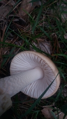 Amanita dryophila