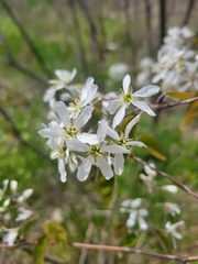 Amelanchier arborea