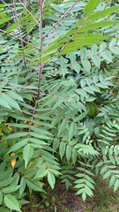 Rhus glabra