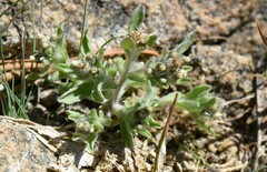 Gnaphalium palustre