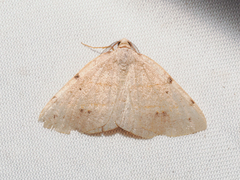 Drepanulatrix bifilata