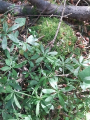 Galium triflorum