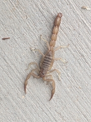 Paravaejovis confusus