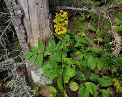Solidago macrophylla