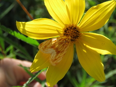 Cirrhophanus triangulifer