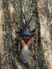 Oxycarenus lavaterae