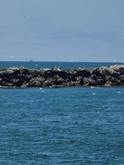 Sterninae