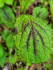 Salvia lyrata