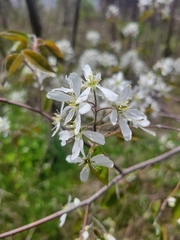 Amelanchier arborea