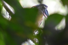 Cochlearius cochlearius