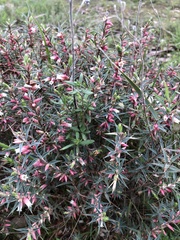 Melichrus urceolatus