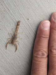 Paravaejovis confusus