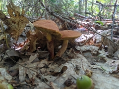 Hemileccinum