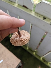 Collybiopsis dichroa