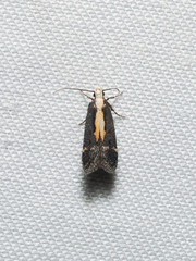 Aroga paraplutella