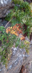 Davallia chaerophylloides