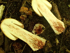 Amanita amerirubescens