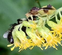 Phymata fasciata