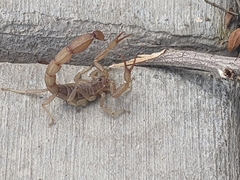 Paravaejovis confusus