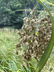 Scirpus