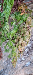 Davallia chaerophylloides