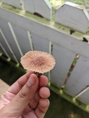 Collybiopsis dichroa